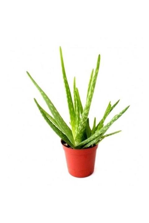 ALİBOTANİK Aloe Vera Çiçeği
