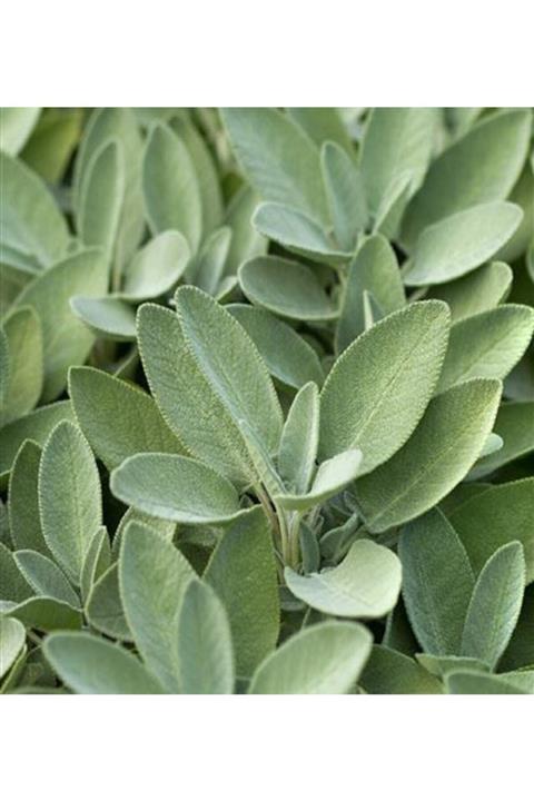 ALİBOTANİK Adaçayı Bitkisi Fidanı 10 Cm