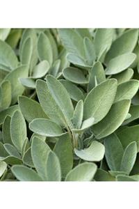 ALİBOTANİK Adaçayı Bitkisi Fidanı 10 Cm