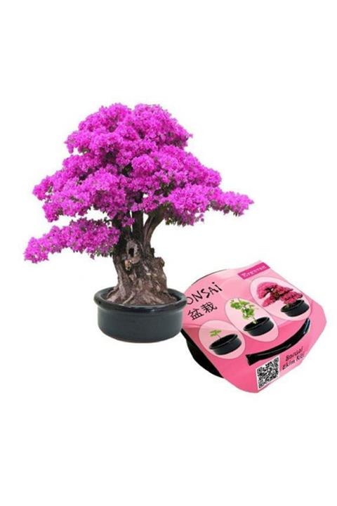 Çokuygunuz Minyatür Ağaç Saksı Bahçe Bonsai Erguvan Ekim Kiti Ekipmanı