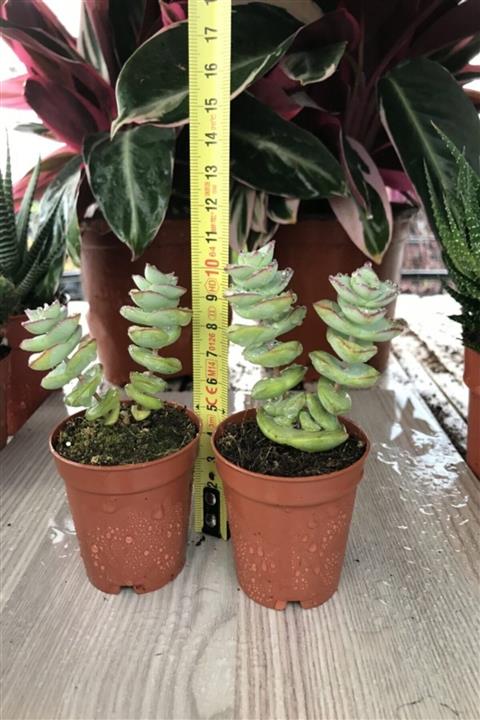 İdeaPazar Güneşte Kızarır Crassula Perforata Büyüyen Nadir Sukulent