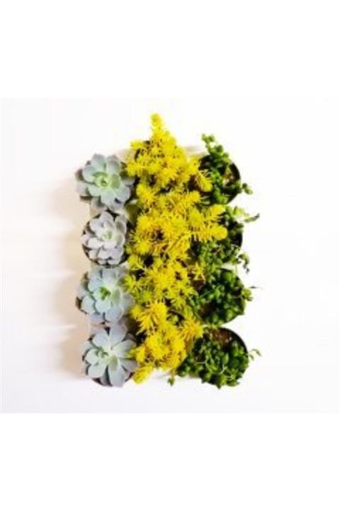 BENİM FİDANIM Sukulent Mix 12'li Harika Set..