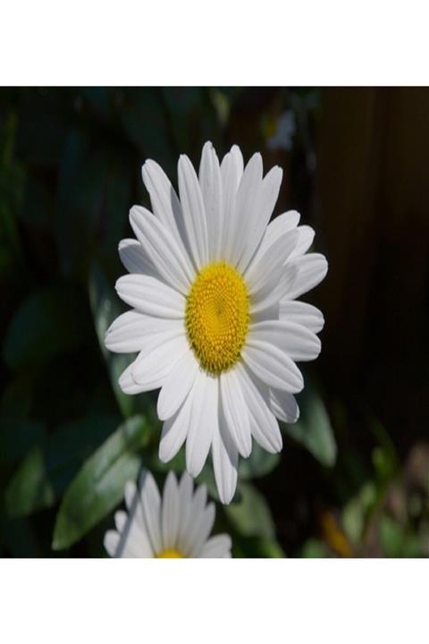 ALİBOTANİK Margarit Çiçeği Beyaz Papatya 30 Cm
