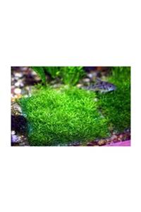 BIO AQUATIC Riccia Moss Bitkisi 5x5cm