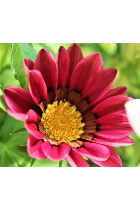 ruzgarbotanik 10 Adet Pembe Gazanya Çiçeği Koyun Gözü Fidesi Fidanı