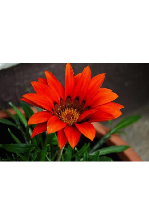 ruzgarbotanik 10 Adet Kırmızı Gazanya Koyun Gözü Çiçeği Fidesi Fidanı