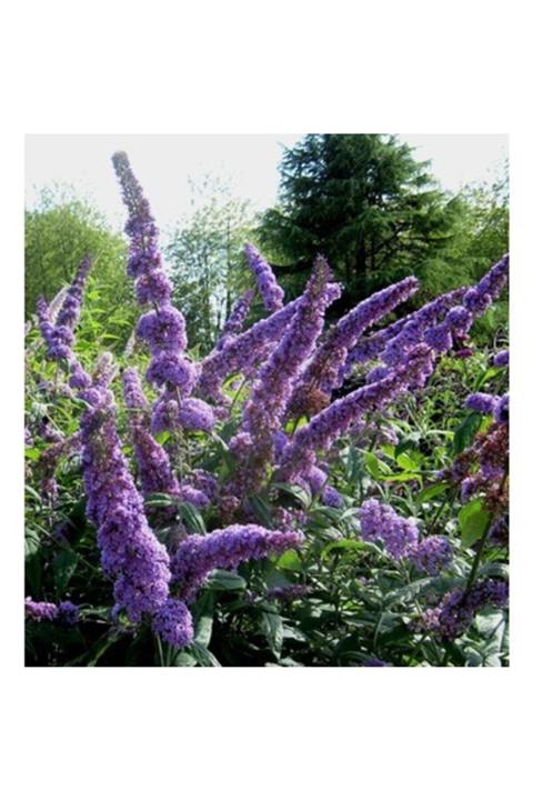 YAĞMUR BOTANİK Kelebek Çalısı Saksılı 40 Cm