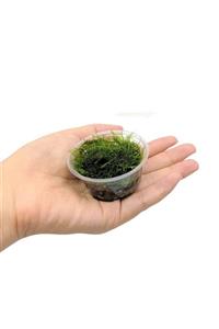 Promedanature Java Moss Taxiphyllum Barbieri Cup 50 Cc