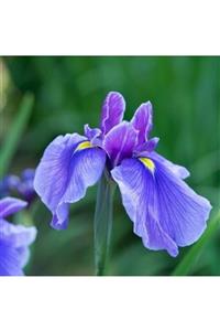 ALİBOTANİK Süsen Susam Çiçeği Zambak Iris Mor