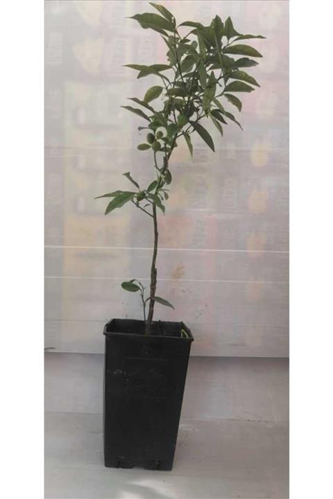 Kamelya Limon Ağacı