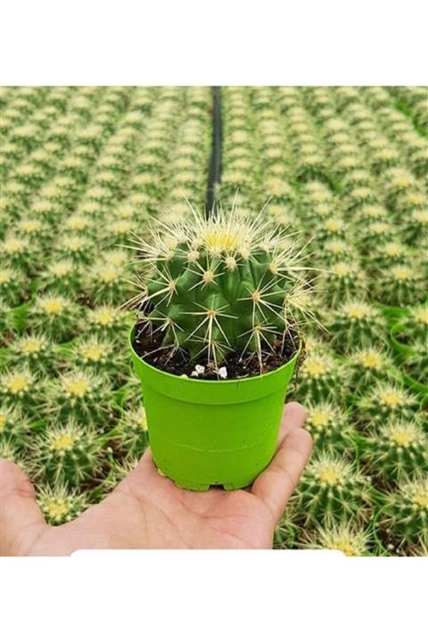 ALİBOTANİK Altıntop Kaktüs Fidanı 10 Cm Echinocactus Grusonii