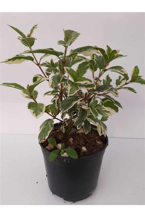 Enfidan Gelin Tacı Weigela Florida Alexandra 15 20 cm 2 Adet