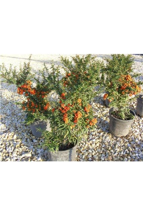 YAĞMUR BOTANİK Bodur Ateş Dikeni Saksılı 40 Cm