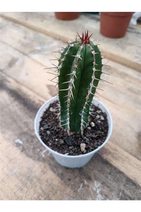 skulentdiyari 8.5cm Kaktüs