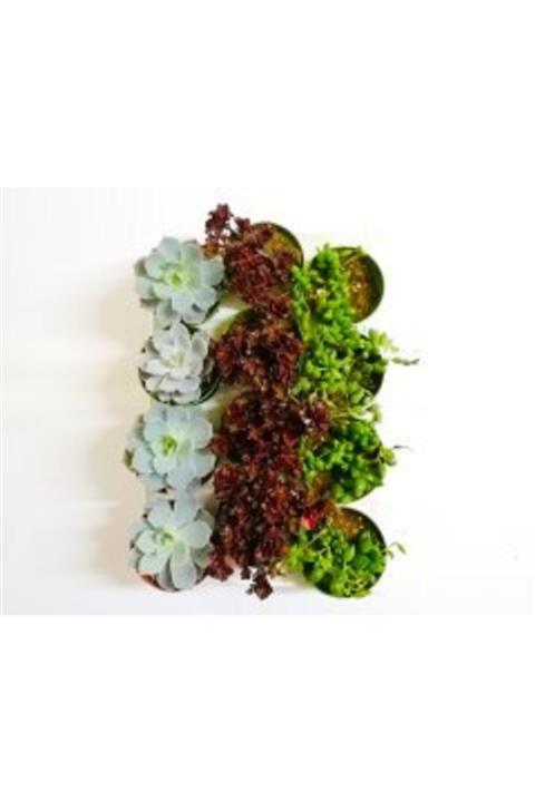 BENİM FİDANIM Sukulent Mix 12'li Set Harika