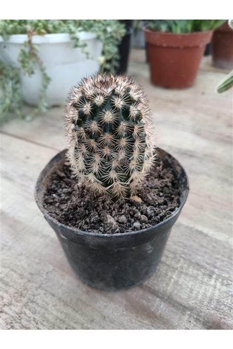 skulentdiyari Echinocereus Bristolii 8.5cm