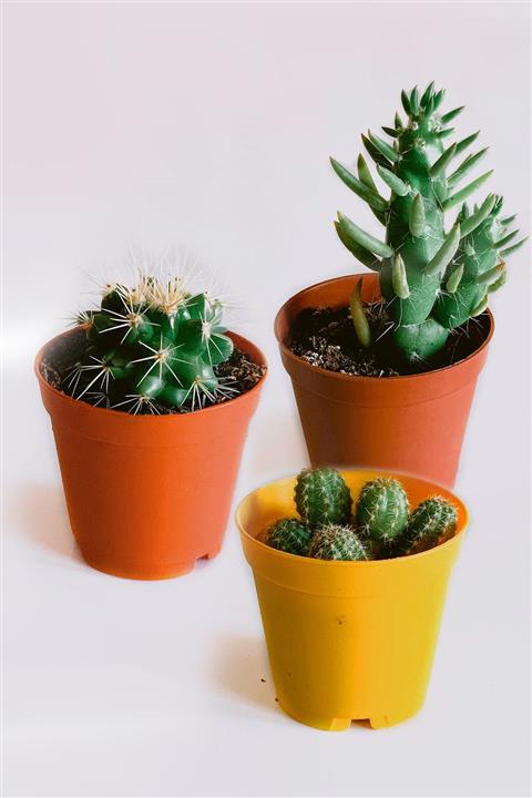 CACTUSMANİA Kaktüs Seti 3'lü