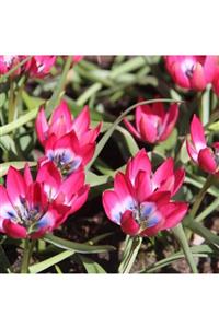 FloweryBox 10lu Tulipa Little Beauty Soğanı