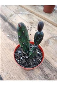 skulentdiyari Opuntia Canterae 8.5cm