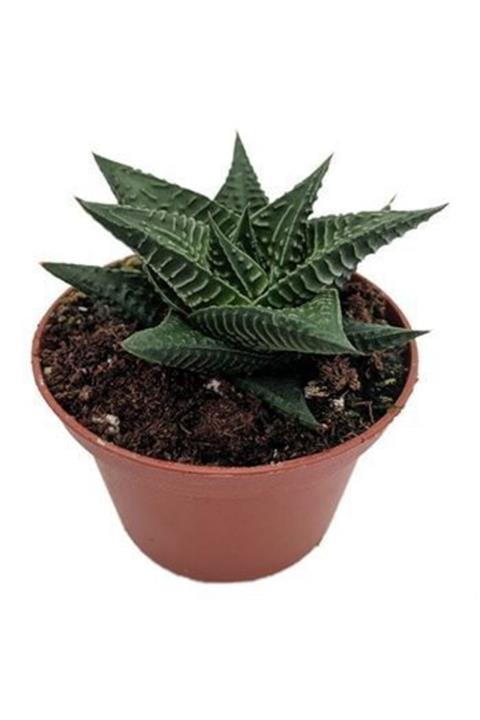 ALİBOTANİK Howorthia Kaktüs Çiçeği Haworthia Limifolia