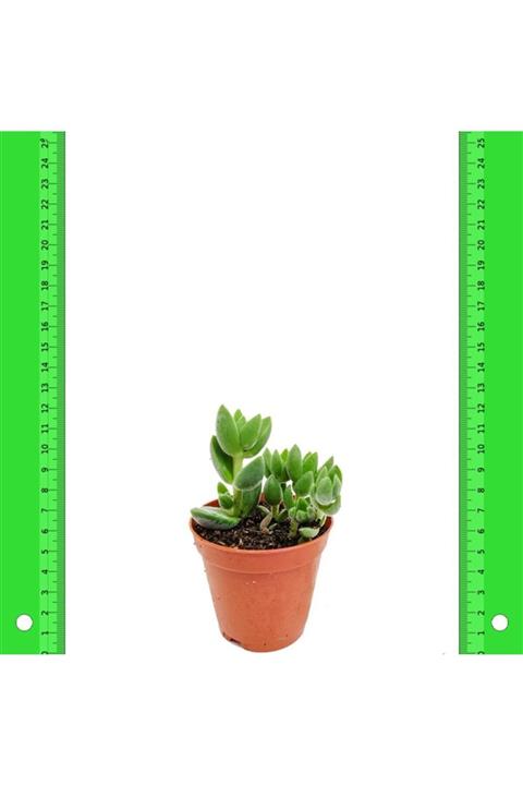 İdeaPazar Crassula Hibrit Sukulent 5.5 Luk Saksıda