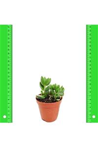 İdeaPazar Crassula Hibrit Sukulent 5.5 Luk Saksıda