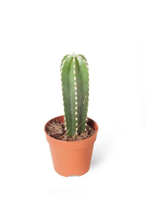 MB BOTANİK Saksıda Kaktüs 5,5 cm