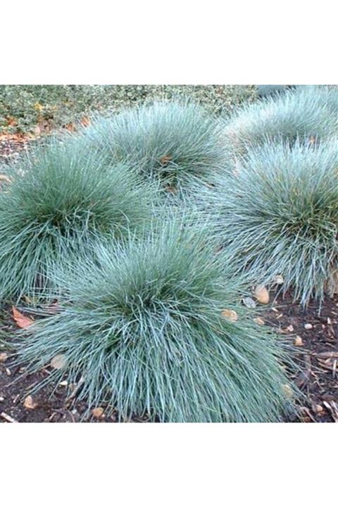 ruzgarbotanik 3 Adet Mavi Osmanlı Çimi Fidanı Saksılı