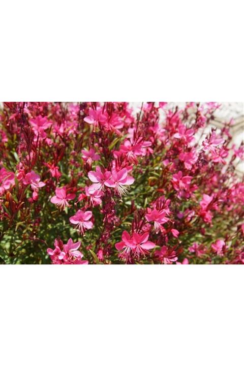 ruzgarbotanik Kırmızı Gavura Fidanı 40cm 60 Cm Saksılı