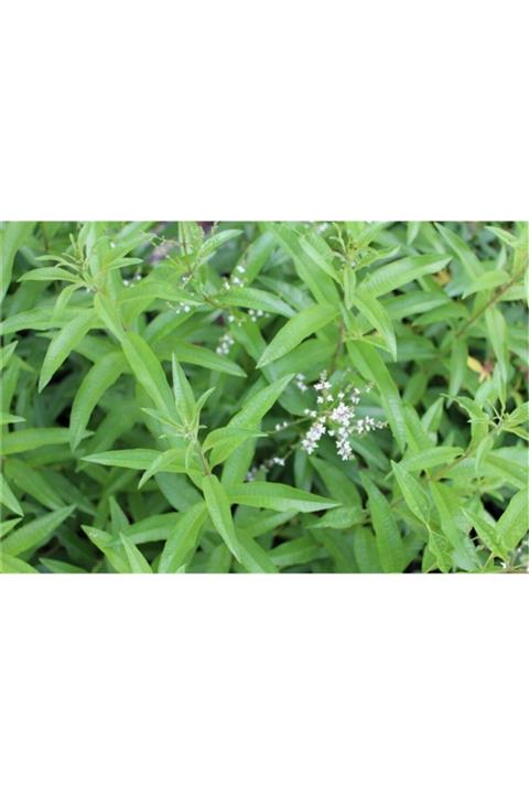 ruzgarbotanik Limon Melisa Fidanı Saksılı 40 cm 60 cm