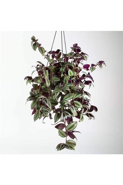 ruzgarbotanik Telgraf Çiçeği Fidanı Askılı Saksılı Tradescantia Zebrana 30 Cm50 Cm