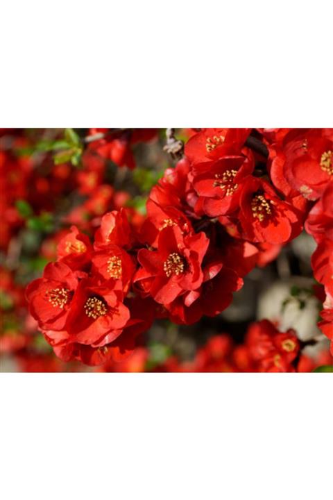 ruzgarbotanik Kırmızı Bahar Dalı Çiçeği Fidanı 60 Cm Saksılı