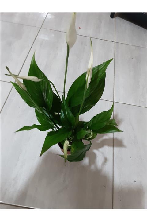 Maviel 40 Cm Barış Çiçeği