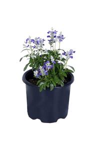 Çiçek Diyarı Süs Adaçayı Bitkisi Saksı'da - Salvia Hot Lips