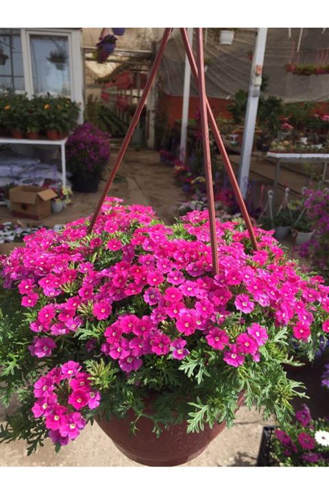 gül dalı peyzaj ve çiçekçilik Pembe Mine Çiçeği