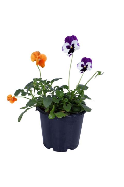 Çiçek Diyarı Hercai Menekşe, Saksıda, Mix Renk