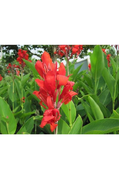 ruzgarbotanik Kırmızı Kanna Çiçeği Fidanı Saksılı 40 Cm 60 Cm