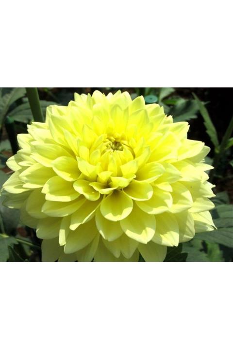 ruzgarbotanik Sarı Dahlıa Yıldız Çiçeği 20 60 cm
