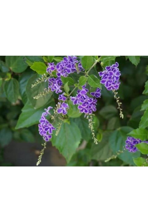 ruzgarbotanik Unutma Beni Çiçeği Duranda 50 Cm