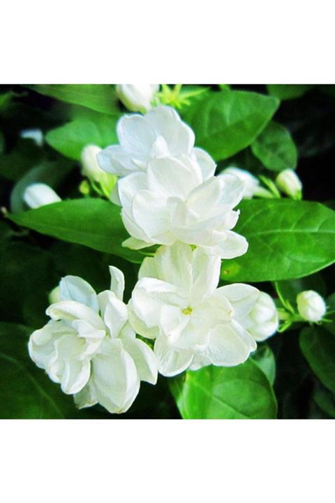 Çiçek sev Katmerli Ful Yasemin Kokulu Saksılı