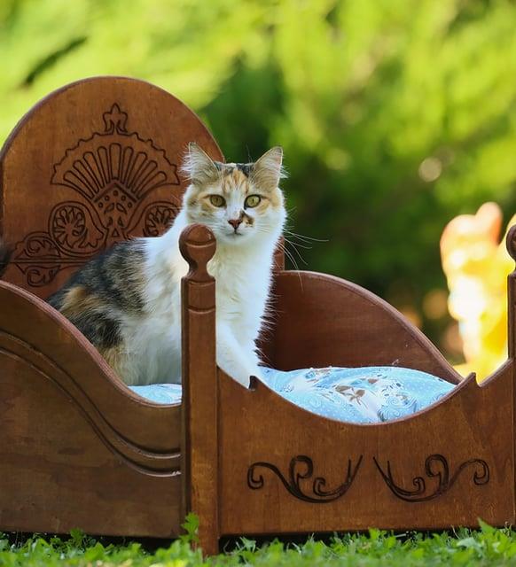 MANDU Ahşap Lüks Kedi Yatağı