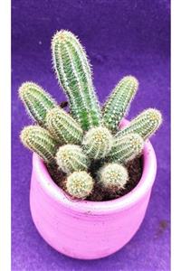 Pagoda Echinopsis Chamacereus-kaktüs-8.5 Cm Saksı-ref 20b/y