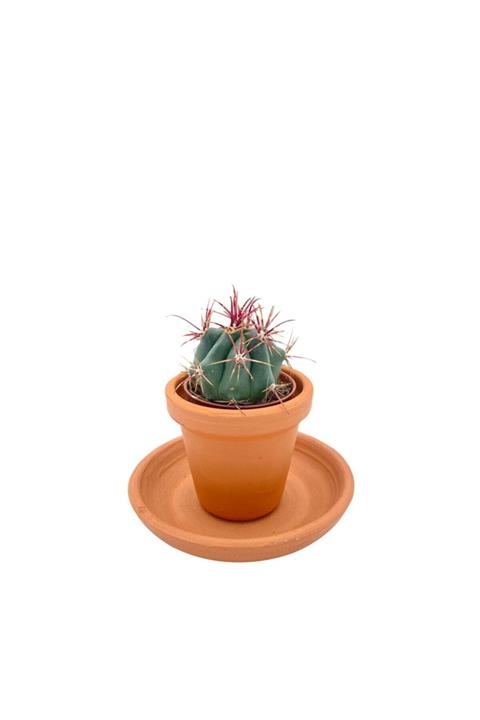 NADİR KAKTÜS Ferocactus Latispinus Kaktüs