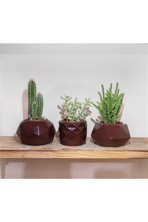 Kaktüs & Sukulent 3 Lü Beton Sukulent Kaktüs Saksı Seti