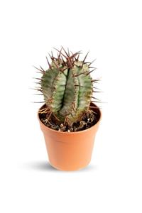 MB BOTANİK Euphorbia Horrida Sütun Kaktüs (5,5cm Saksıda)