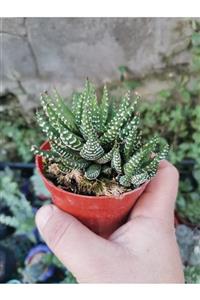 tohumtoprak Haworthia Fasciata Big Band Beyaz Çizgili Zebra Bitkisi 8,5 cm Saksıda Kaktüs