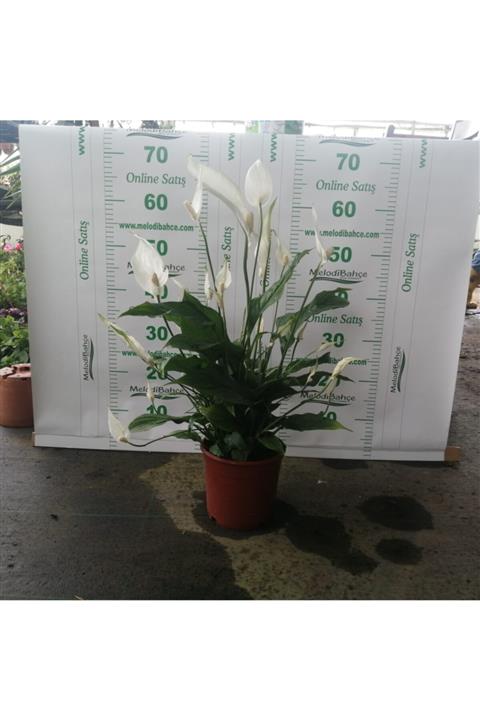 Çiçek Barış Çiçeği Spathiphyllum (spatifilyum) Yelken Çiçeği