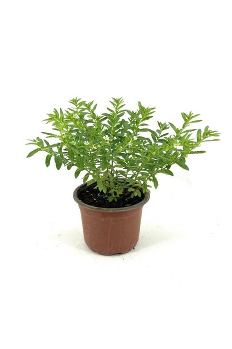 My Botanik Kufeya-beyaz Çiçekli 20-25 Cm