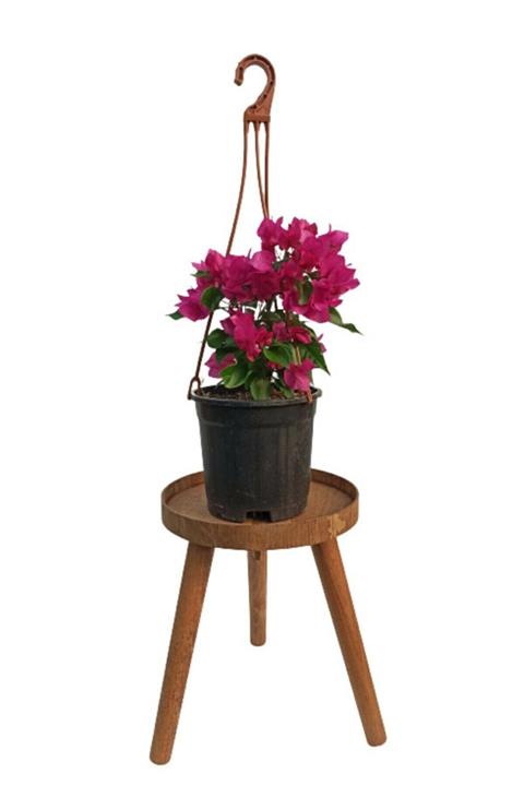 SERVET GARDEN Bodur Begonvil Çiçeği- 15-30cm