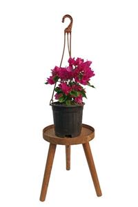 SERVET GARDEN Bodur Begonvil Çiçeği- 15-30cm